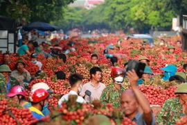 Nhộn nhịp mùa vải thiều 