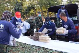 Việc Thái Lan hợp pháp hóa cần sa tác động gì đến khu vực? 