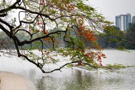 Sắc đỏ hoa phượng tô điểm phố phường Hà Nội 