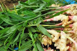 Gừng càng già càng cay