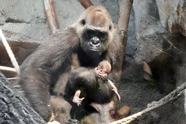 Khỉ đột mẹ điên cuồng đánh thức, vì không biết khỉ con đã chết