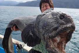 Ngư dân Nhật bắt được cá lươn sói khổng lồ, nghi nhiễm phóng xạ