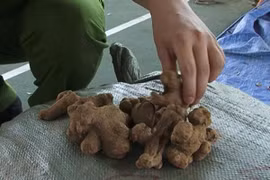 Bắt quả tang vụ vận chuyển hơn 5 tấn dược liệu không rõ nguồn gốc