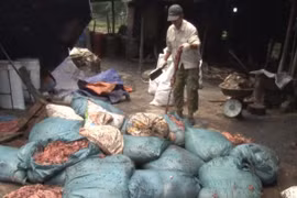 Đang chờ cấp giấy phép, ngang nhiên sản xuất mỡ bẩn