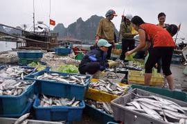 Không còn hải sản nhiễm độc