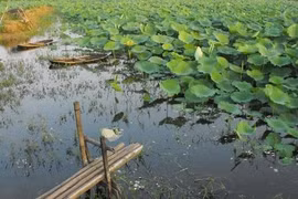 Đi bộ và… nghĩ