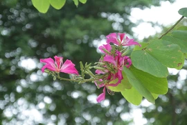 Hà Nội: Mùa hoa ban nở sớm