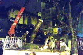 Hà Nội: Cây sấu lâu năm bất ngờ đổ vào nhà dân ở Điện Biên Phủ