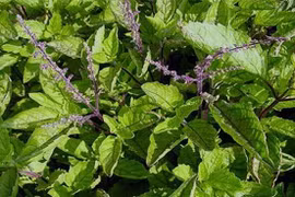 Nhân trần: Lạm dụng dễ mất mạng