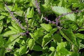 Nhân trần: Lạm dụng dễ mất mạng