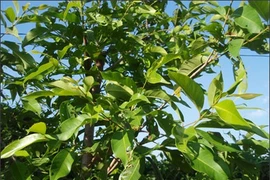 Lá vối giúp ăn ngon, chống gout