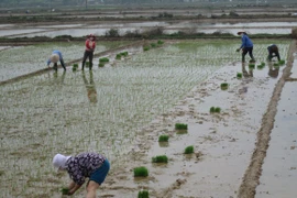 Những người đi cấy khai xuân