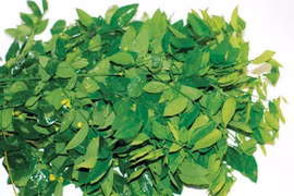 Rau ngót bổ dưỡng, chữa bệnh