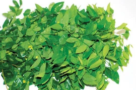 Rau ngót bổ dưỡng, chữa bệnh