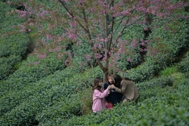 Rực rỡ sắc hồng hoa mai anh đào trên những đồi chè Ô Long ở Sa Pa