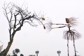 Những bức tranh được làm từ…rác đào