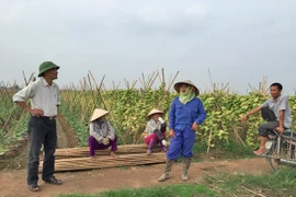 Trồng nhầm dưa vô sinh, nông dân trắng tay