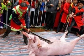 Lại bàn chuyện cấm lễ hội man rợ