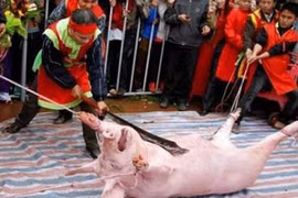 Lại bàn chuyện cấm lễ hội man rợ