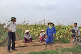 Trồng nhầm dưa vô sinh, nông dân trắng tay