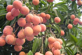 Phải vượt qua rào cản