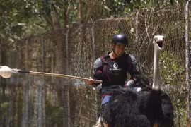 Những chú đà điểu làm “náo động” bảng xếp hạng