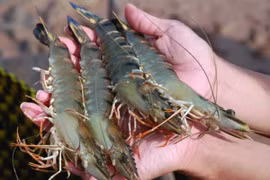 Giá thủy hải sản giảm nhẹ