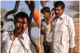 Chụp ảnh cùng rắn độc, du khách bị cắn và tử vong sau đó 1 giờ