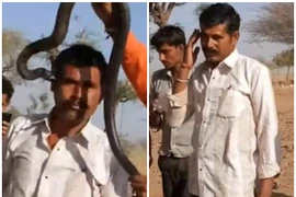 Chụp ảnh cùng rắn độc, du khách bị cắn và tử vong sau đó 1 giờ