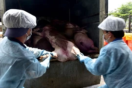 Hỗ trợ Quảng Bình phòng chống dịch tả lợn 