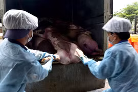 Hỗ trợ Quảng Bình phòng chống dịch tả lợn 