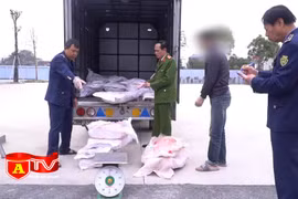 Phát hiện xe tải vận chuyển 700kg nầm lợn bốc mùi tại huyện Chương Mỹ