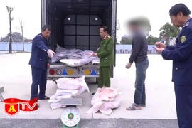 Phát hiện xe tải vận chuyển 700kg nầm lợn bốc mùi tại huyện Chương Mỹ