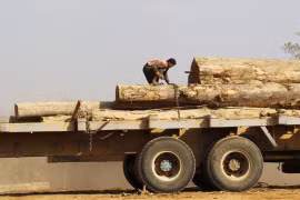 Myanmar bắt nhiều người Trung Quốc khai thác gỗ trái phép