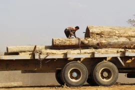 Myanmar bắt nhiều người Trung Quốc khai thác gỗ trái phép