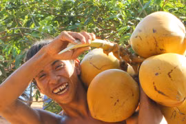 Màn hái dừa “lạ” ở Phú Quốc