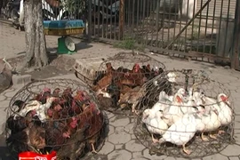 Gà không rõ nguồn gốc tồn dư nhiều kháng sinh độc hại.