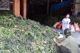 Đổ xô bán cau non sang Trung Quốc, bài học vẫn còn đó