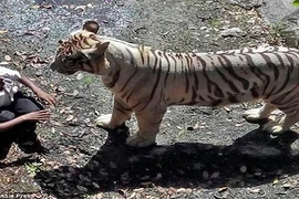 Nam thanh niên say rượu nhảy vào chuồng, bị hổ trắng cắn chết