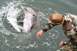 Sẽ có cuộc đấu “cá heo sát thủ” Mỹ - Nga trên biển Đen?