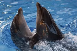 Nga tiếp quản chương trình “cá heo quân sự” của Ukraine