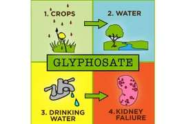 WHO và FAO bác thông tin Glyphosate gây ung thư