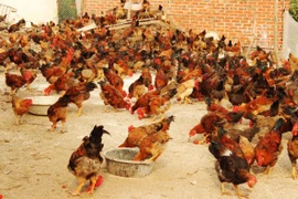 Bác thông tin "đề xuất Chính phủ nhập khẩu gà giống từ Trung Quốc"