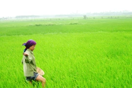 Cách chức Giám đốc Trung tâm kiểm nghiệm phân bón Vùng Nam bộ