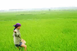 Chứng nhận chất lượng phân bón "liều" thu hàng chục tỷ đồng