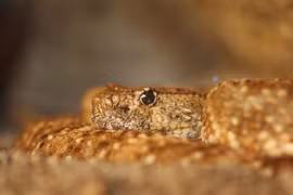 Rắn độc “tỉnh dậy” và cắn người sau 3 tháng bị ngâm trong bình