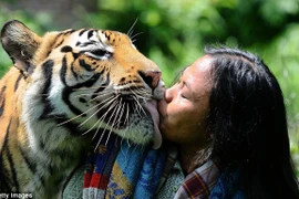 Người đàn ông thích hôn hít và ngủ cạnh hổ 