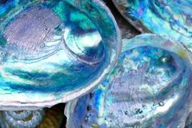 13 thợ lặn bị bắt vì đánh bắt bào ngư trái phép