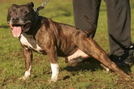 Ra toà vì "mây mưa" với chó của người yêu 