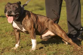 Ra toà vì "mây mưa" với chó của người yêu 